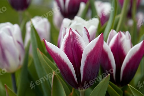 Preview: Bunches of Purple and White Spring Tulips