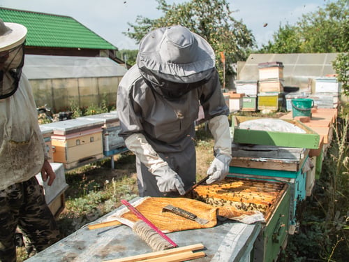 Preview: Beekeeper holds a honey cell with bees in his hands. Apiculture and apiary concept