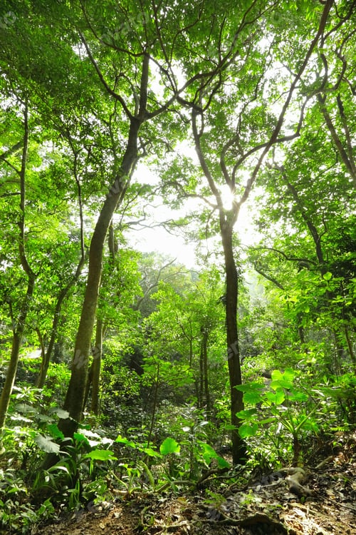 Preview: Green forest with ray
