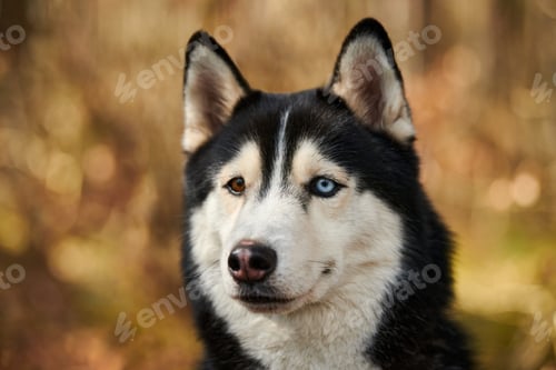 Preview: Siberian Husky dog portrait with blue eyes and gray coat color, cute sled dog breed