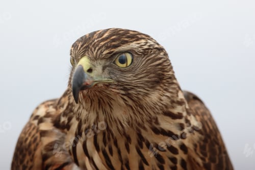 Preview: Closeup of a Northern goshawk on a blurred background