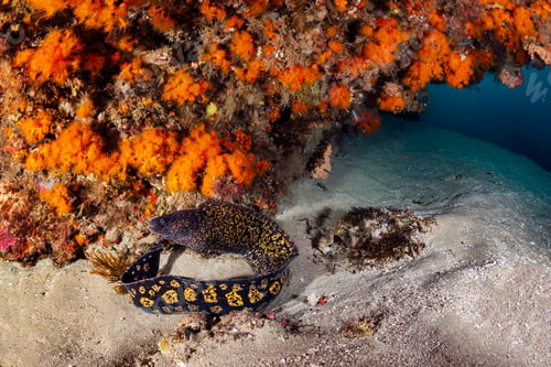 Preview: wild moray swimming near reef with colorful coral