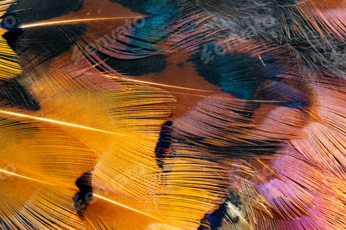 Preview: colored pheasant feathers with a visible texture. background