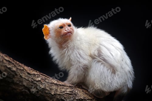Preview: The silvery marmoset (Mico argentatus)