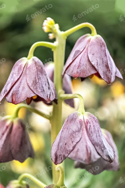 Preview: Beautiful blooming purrple Tulip in the spring