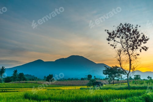 Preview: indonesia beauty landscape paddy fields in north bengkulu natural beautiful morning view from asia