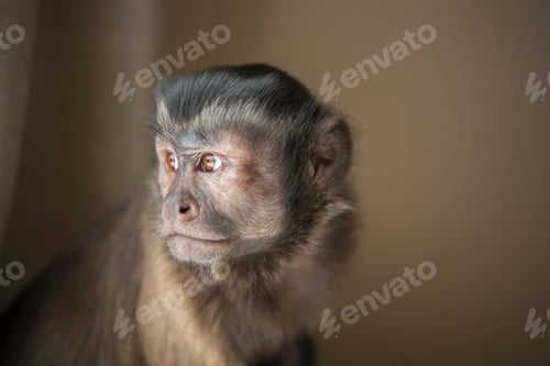 Preview: A capuchin monkey seated, head and shoulders.