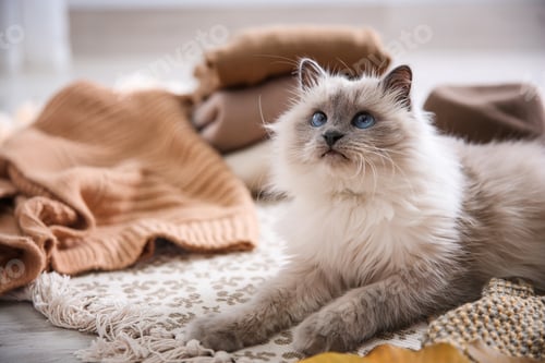 Preview: Cute cat lying on floor at home. Warm and cozy winter