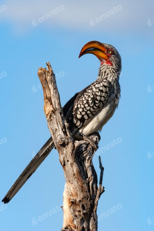 Preview: Red-billed Hornbill - Botswana
