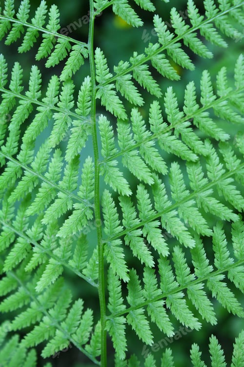 Preview: Fern background