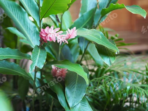 Preview: red flower bloom in garden nature background