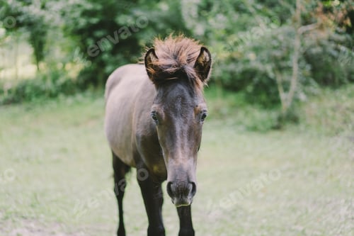 Preview: Horse running and standing in tall grass