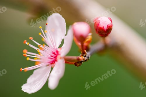 Preview: Spring flowers