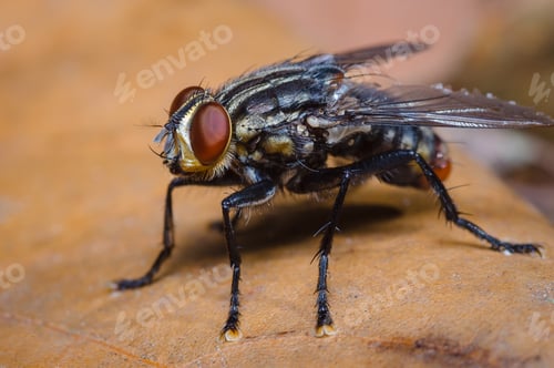 Preview: Striated fly on a dry leaf