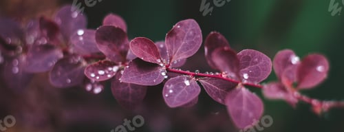 Preview: Wet red leaves with raindrops, macro background