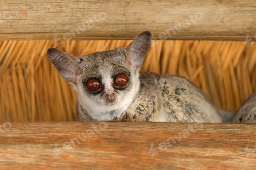 Preview: Alert lesser galago - southern Africa