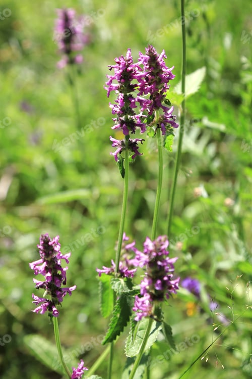 Preview: Betonica officinalis medicinal plant and perennial herb