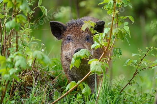 Preview: Wild boar on the forest