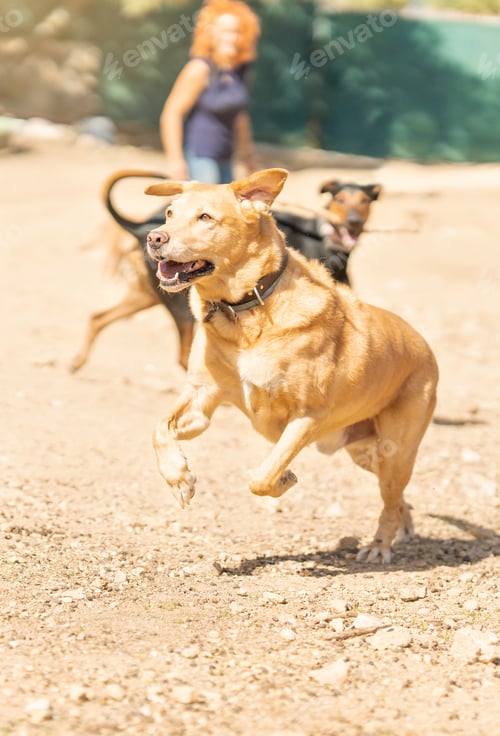 Preview: Woman throwing a ball to several dogs to play in a park
