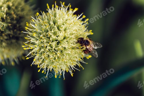 Preview: Selective focus of a bee pollinating on the blossomed flowers of a plant