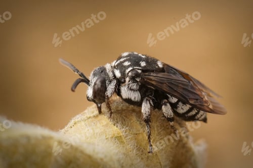 Preview: Closeup on the black and white colored editerranean cleptoparastie solitary bee, Thyreus ramosus