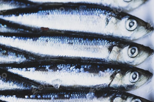 Preview: Herring bait fish frozen together used to catch salmon and other seafood