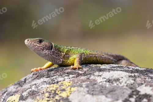 Preview: Female of The European green lizard is basking on the sun to accumulate energy