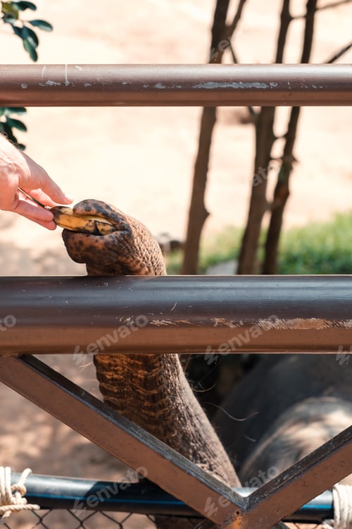 Preview: Tourist feeding an elephant in Koh Samui's elephant sanctuary in Thailand