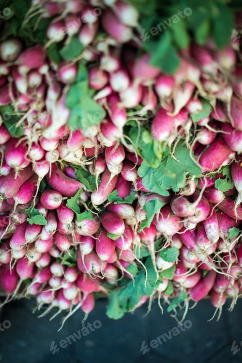 Pile of fresh radishes with vibrant green tops