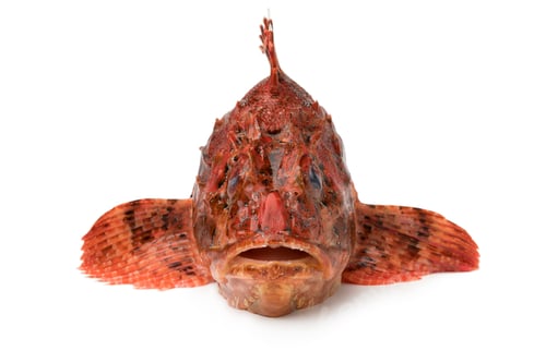 Preview: Fresh raw red scorpionfish in front view