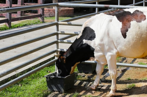 Preview: Cow eating in case on farm