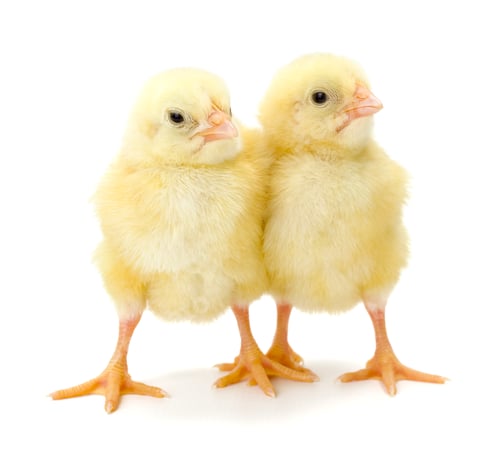 Preview: Pair of newborn yellow chickens
