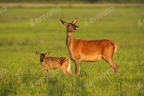 Preview: Red deer hind with calf walking at sunset