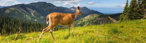 Preview: Deer