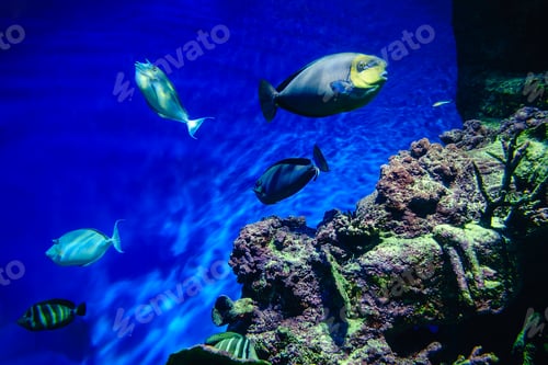 Preview: Exotic freshwater fishes in aquarium
