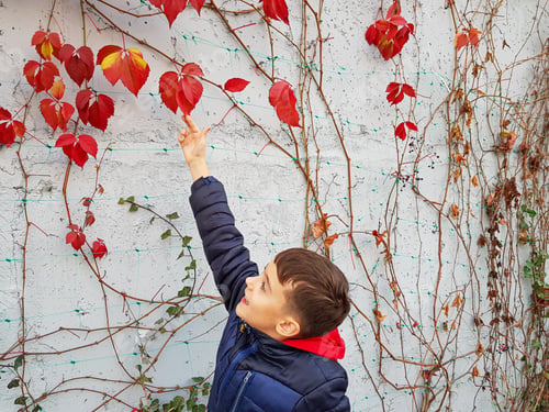 Preview: Child Touches Red Autumn Leaves on Urban Wall