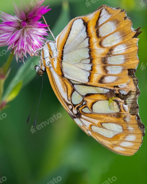 Preview: Malachite Butterfly