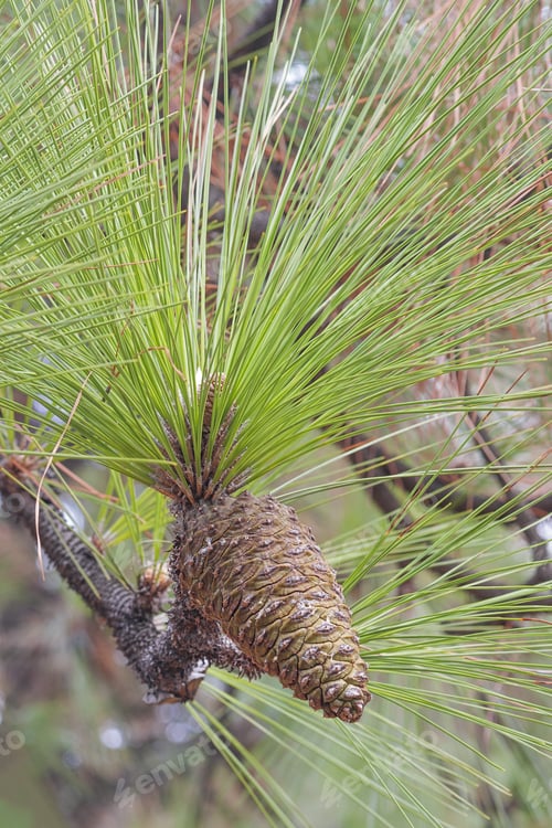 Preview: Longleaf Pine (Pinus Palustris). Called Southern Yellow Pine Also