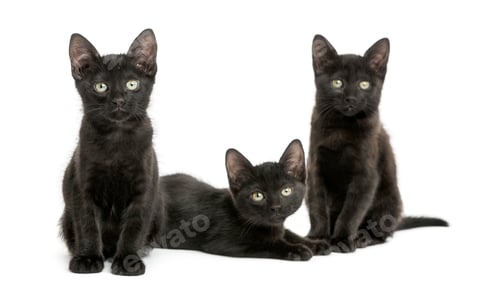 Preview: Three Black kittens looking at the camera, 2 months old, isolated on white