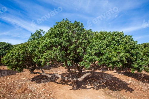 Preview: Mastic tree with mastic tears in Chios island, Greece.