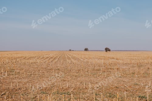 Preview: Trees in the field