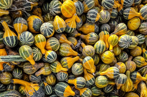 Preview: pumpkin harvest different types and varieties pumpkins food snack outdoor copy space food background