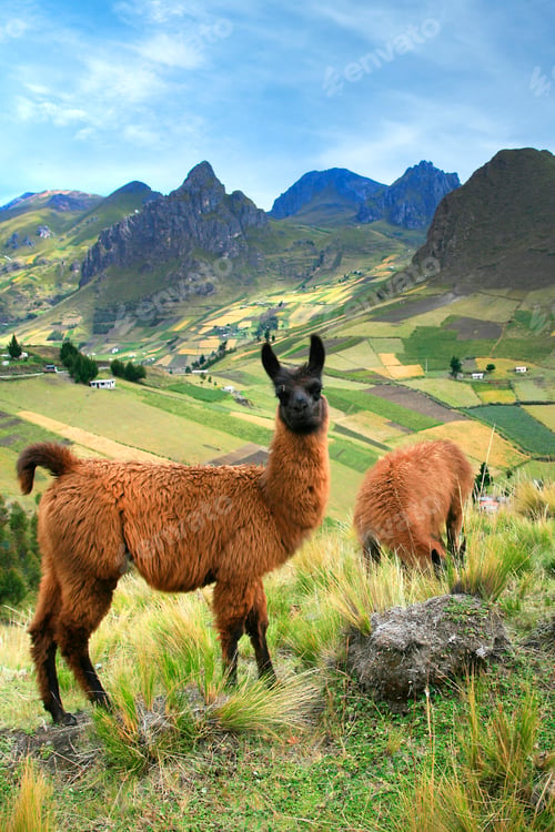 Preview: Llama, Ecuadorian Andes, Ecuador