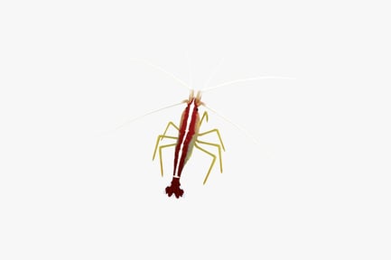 Preview: Lateral view of striped shrimp