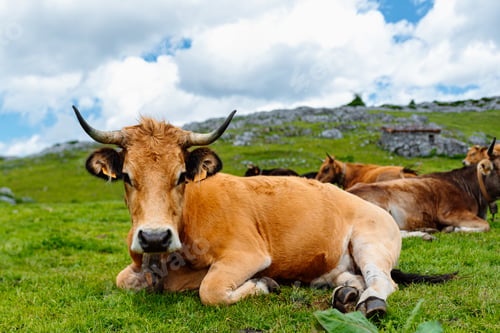 Preview: brown cow on the mountain