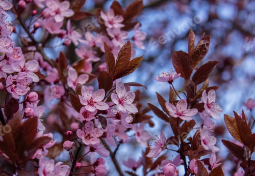 Aperçu: Beautiful Pink flowers of bloom Plum tree against evening sky and blurred bokeh.