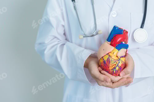 Preview: Doctor holding human Heart model. Cardiovascular Diseases