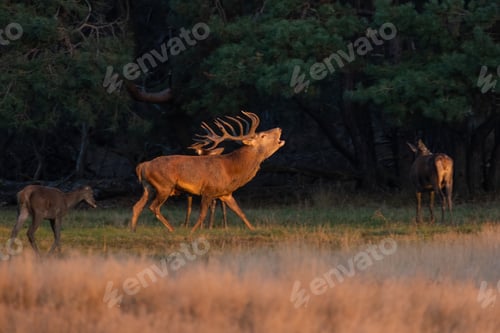 Preview: Red deer roaring on pasture in autumn sunset light
