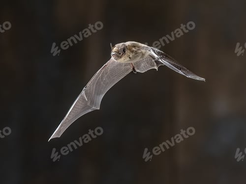 Preview: Flying Nathusius Pipistrelle Bat on bright background