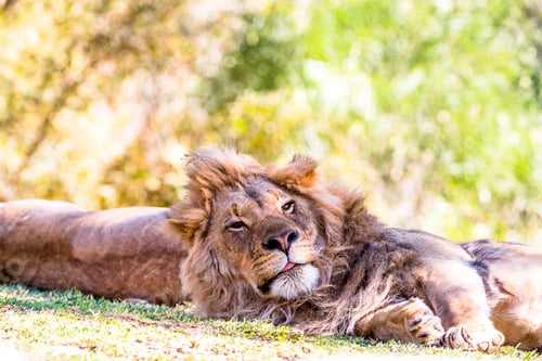 Preview: Lion resting with partner